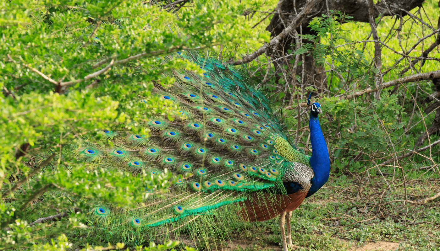 sri lanka - a peacock in the southern coast area
