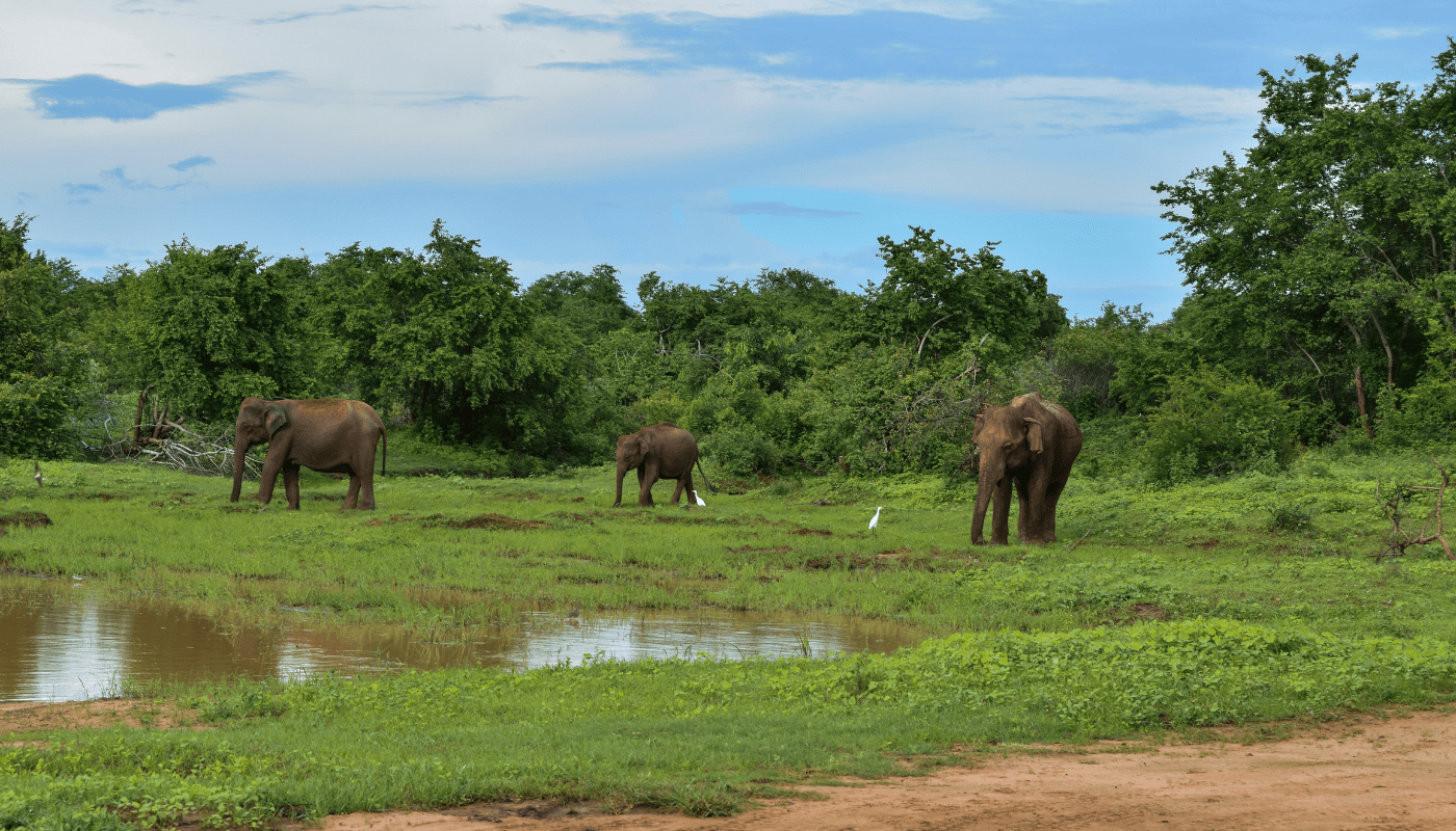 sri lanka - elephants in udawalawe national park