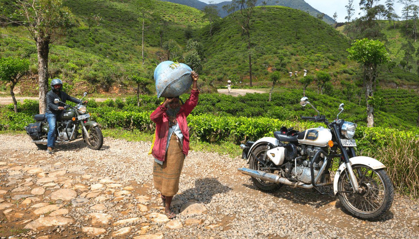 Tea plucker carrying tea leaves - Sri Lanka