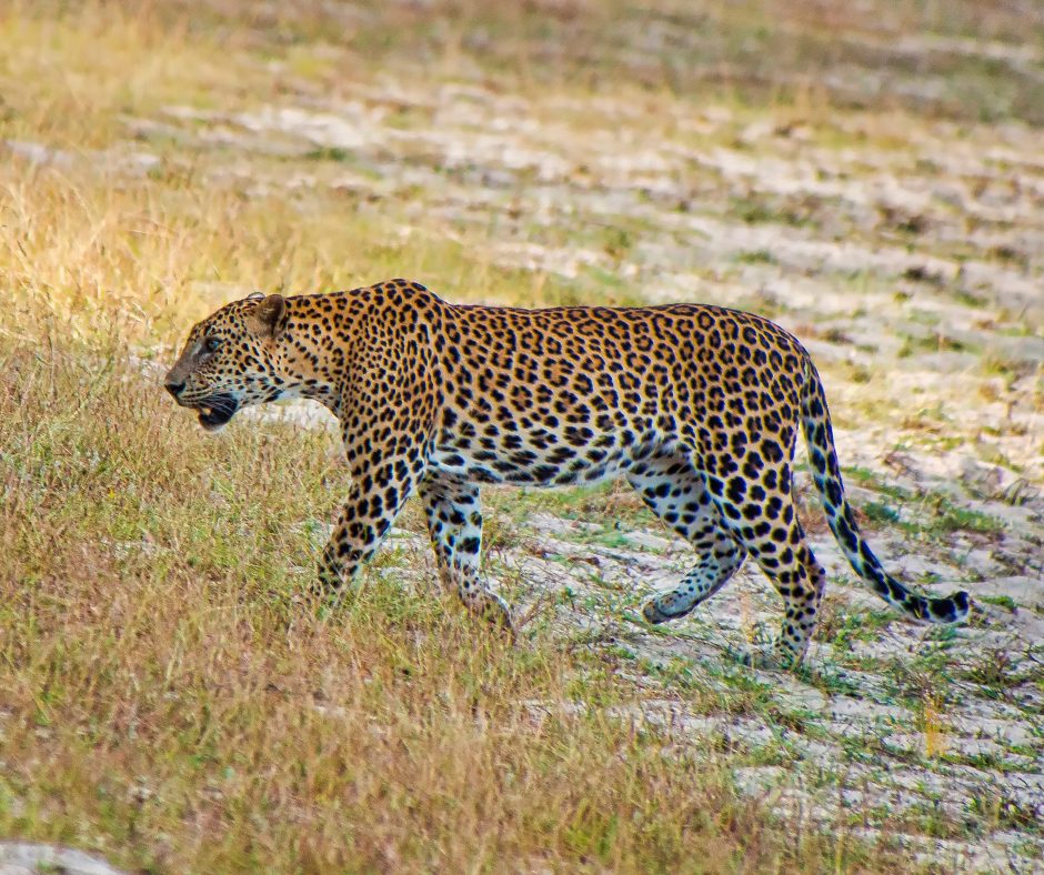 Leopard in Wilpattu