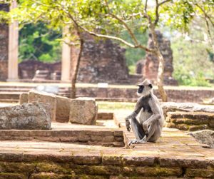 Ruins at Anuradhapura