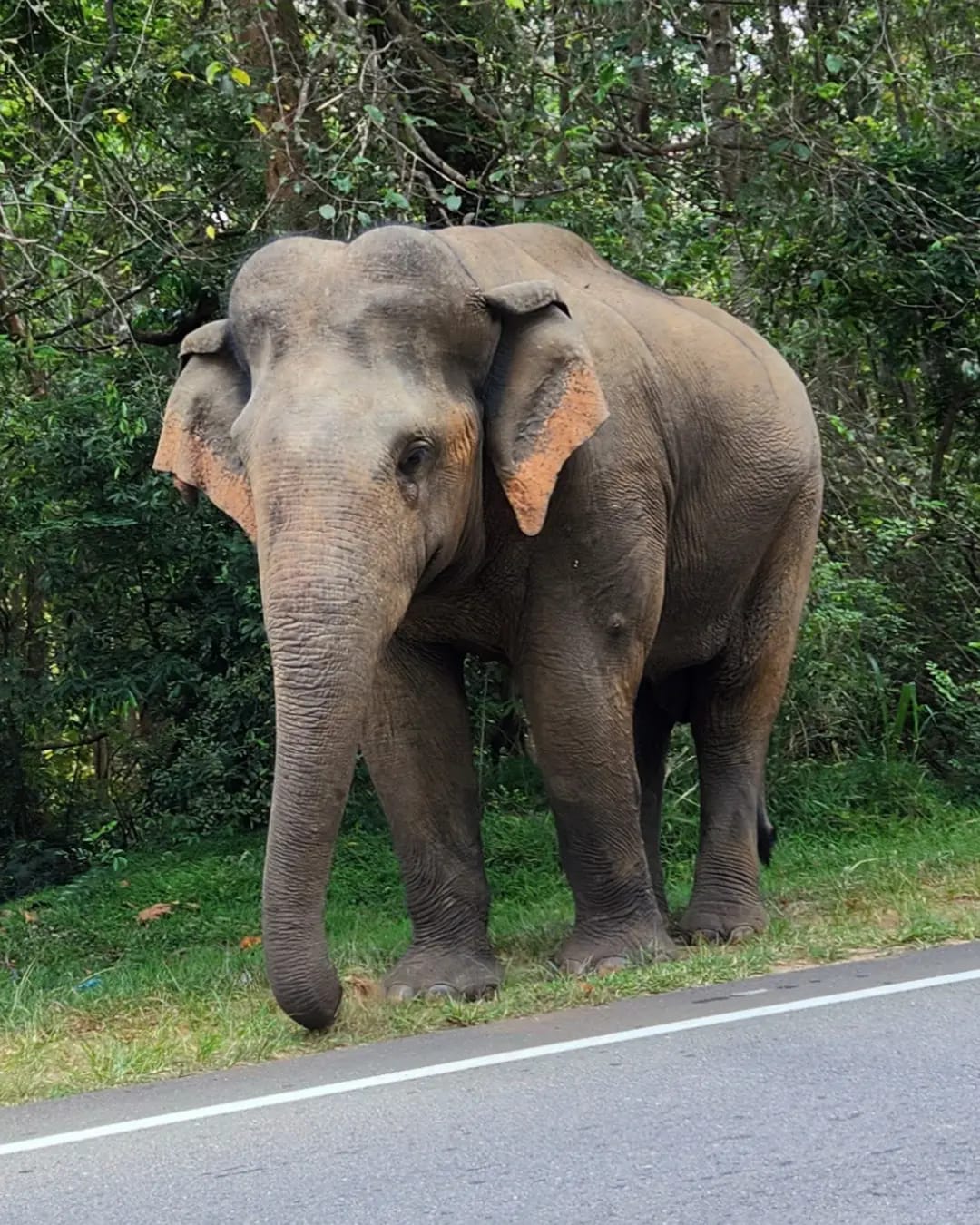 Elephants on the way to Trincomalee