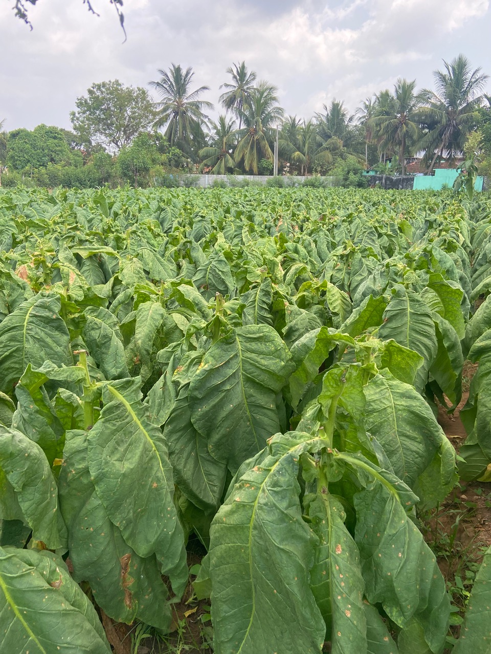 tobacco fields