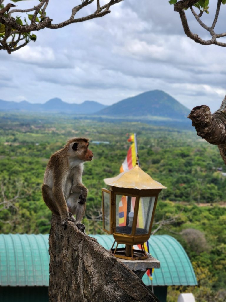 A macaque enjoy the view from Dambulla Cave Temple