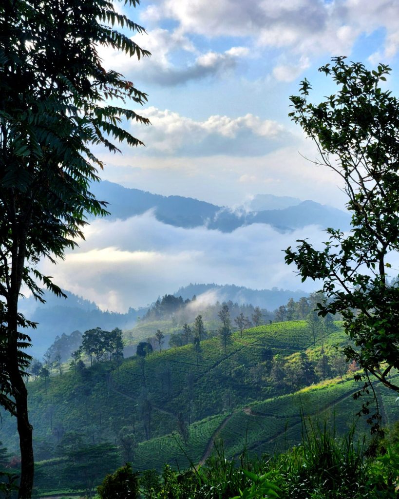 Tea plantations in the central hills