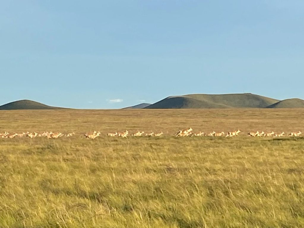 a herd of gazelles