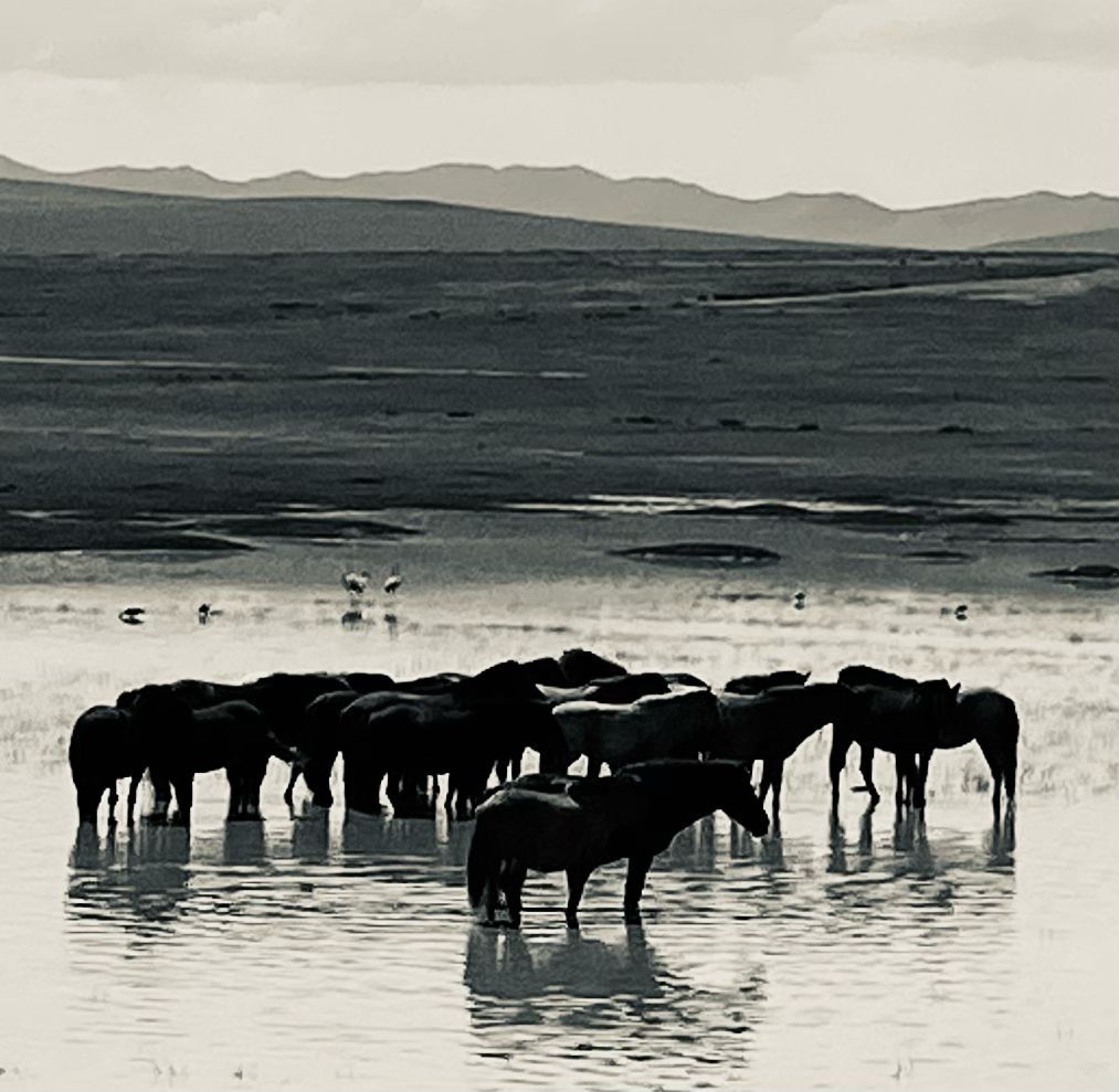 a herd of wild horses
