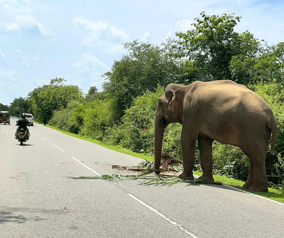 Elephant by Yala National Park - Sri Lanka women motorcycle tour