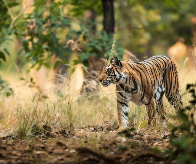 Tiger in Bhandavgarh National Park - Madhya Pradesh motorcycle tour
