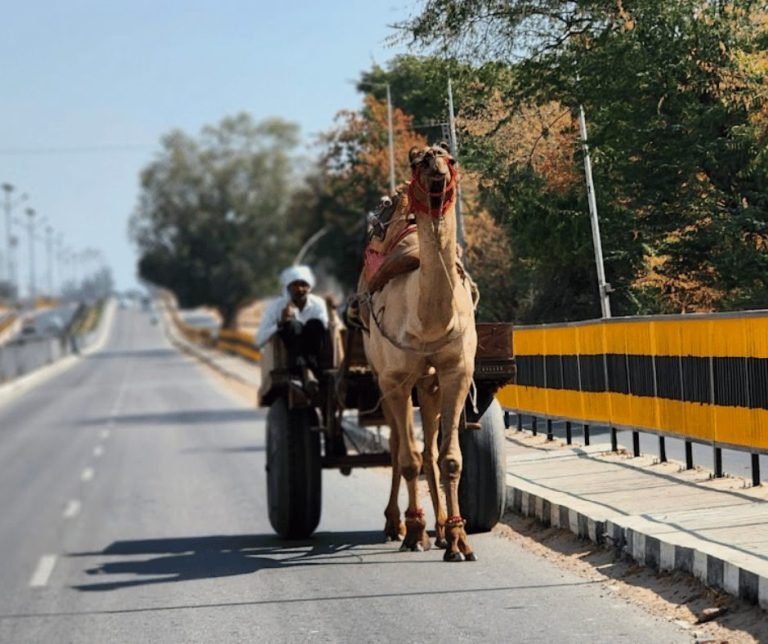 camel trailer - Madhya Pradesh motorcycle tour