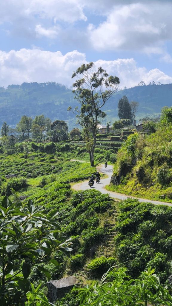 riding through tea plantations