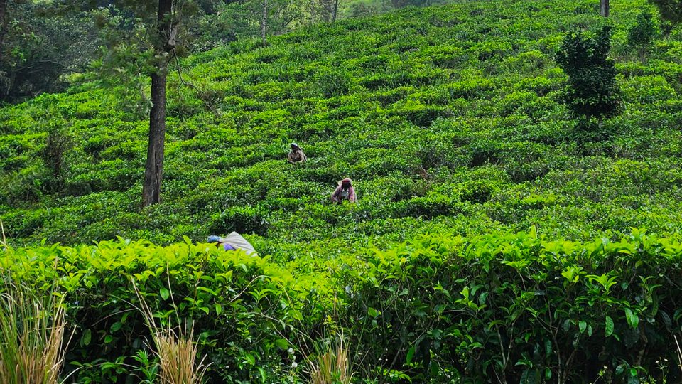 tea pluckers at work in Sri Lanka