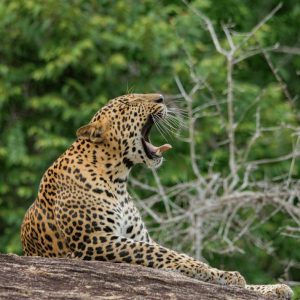 Leopard in Yala