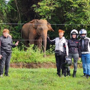 sri lanka grand tour - elephant in udawalawe national park