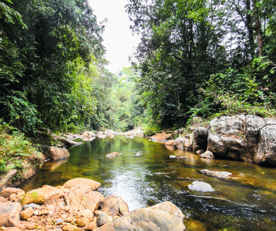 Sinharaja Rainforest