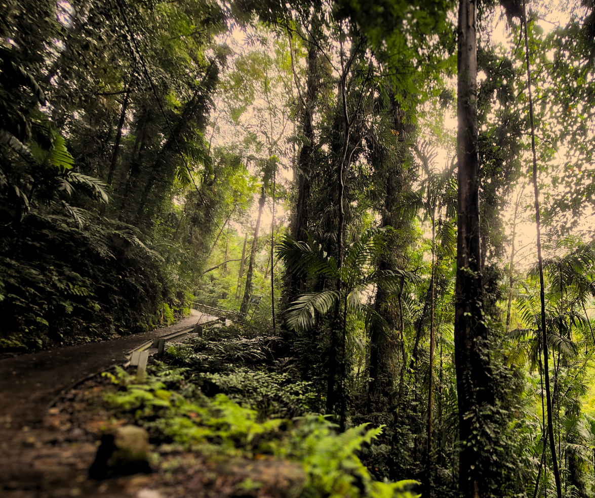 a day riding through sinharaja rainforest & tea plantations